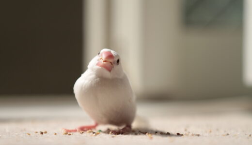 【初心者向け】文鳥をお迎えする前に知っておきたい事