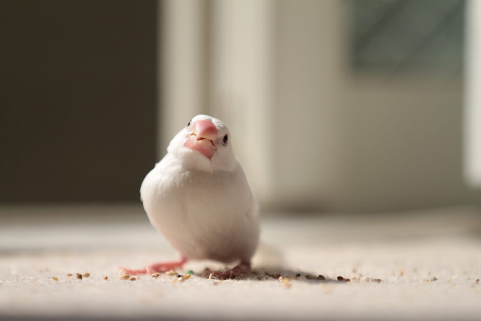 【初心者向け】文鳥をお迎えする前に知っておきたい事