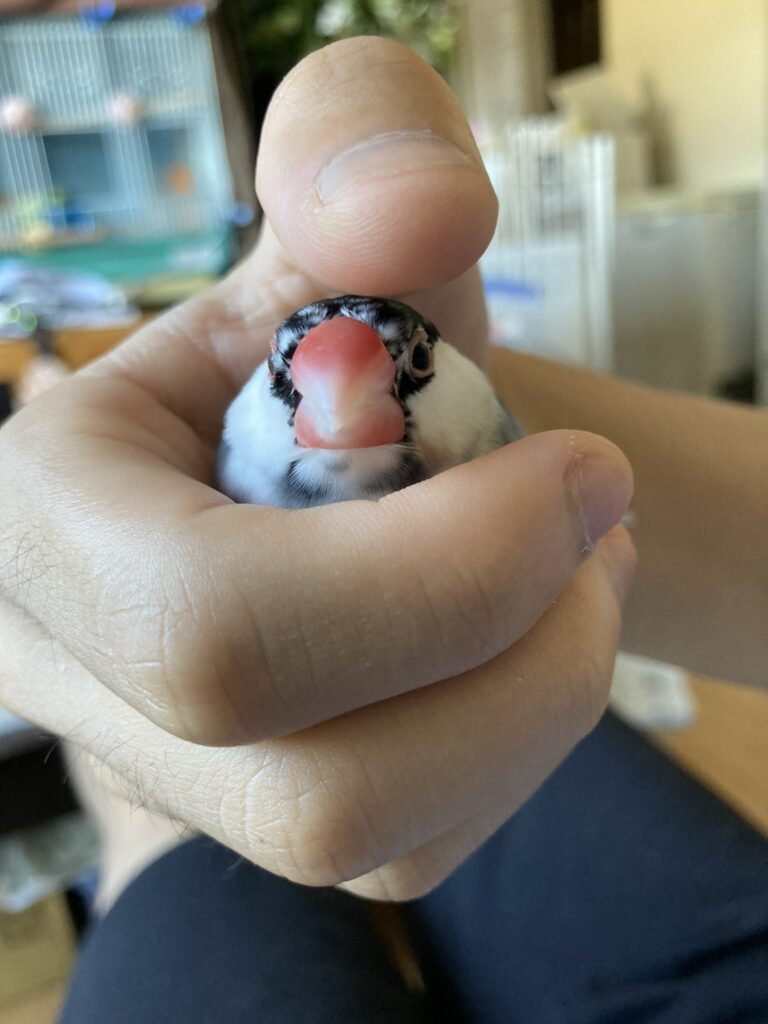 文鳥はどれくらい懐くのか？