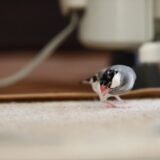 文鳥の雛をお迎えする前の準備まとめ｜さし餌に必要なものと注意点