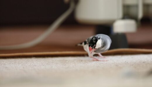 文鳥の雛をお迎えする前の準備まとめ｜さし餌に必要なものと注意点