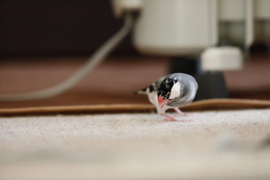 文鳥の雛をお迎えする前の準備まとめ｜さし餌に必要なものと注意点